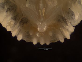 Media type: image;   Herpetology R-55801